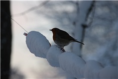 Winterse snack voor vogels