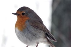 Vogelvoer maken: Dat kan iedereen!