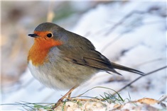 Vogelvoer maken: Dat kan iedereen!