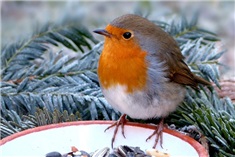 Vogelvoer maken: Dat kan iedereen!