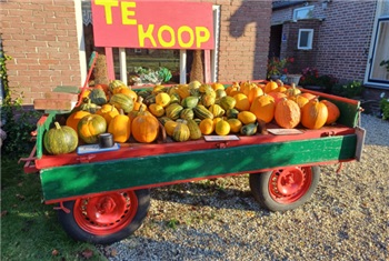 Pompoenen en Kalebassen