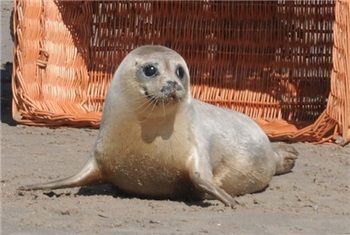 Vakantieprogramma A Seal