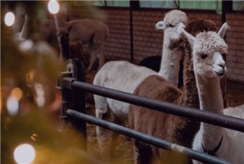 Alpaca Winter Wonderland!