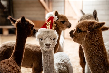 Alpacafarm in Kerstsfeer!