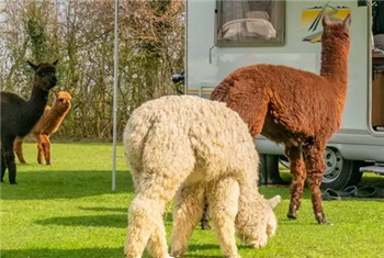 Overnachten bij de Alpaca’s