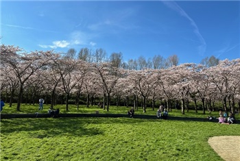 Bloesempark in bloei