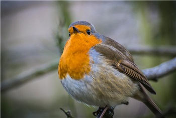 Help vogels de winter door