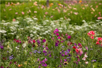 Bloemen plukken