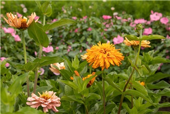 Bloemen plukken