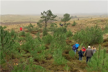 Kerstboom zagen