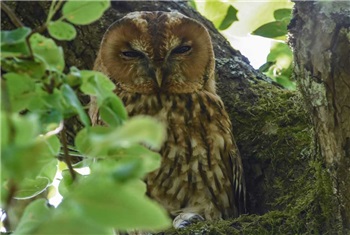 Bosuilen wandeling