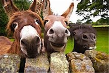 Stapel bijvoorbeeld Lastig De koperen ezel in Epe | Kidsproof Apeldoorn-Deventer