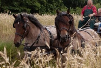 Kerstrit met Paard en wagen