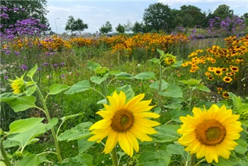 Bloementuin Bredelaar