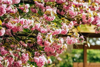 Japanse Tuin Hasselt