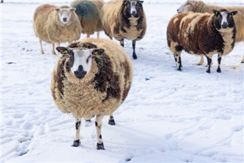 Winterfeest op de boerderij