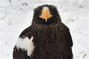 Winter bij de dieren