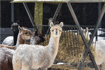 Winter bij de dieren