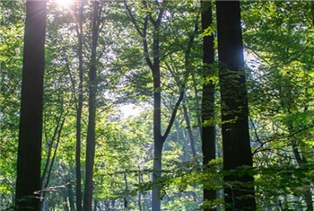 Herfstwandeling in het bos