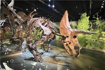 Triceratops, de kudde