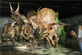 Triceratops, de kudde