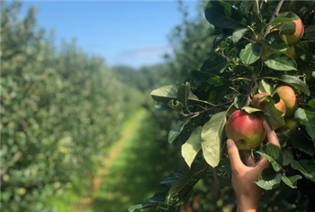 Appelplukdagen