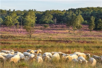 Wolven en schapen