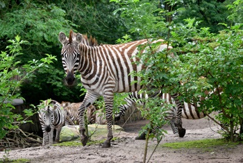 Dierentuin feestje