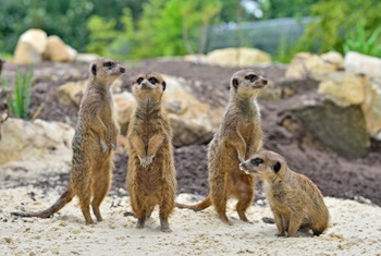 Dierentuin feestje