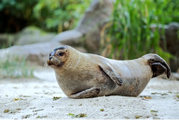 Dierentuin feestje