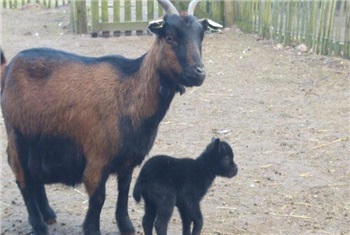 Dierenweide in Rosmalen