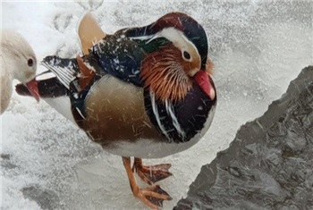 Dierenweide in Rosmalen