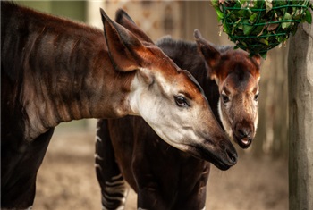 ZOO Antwerpen