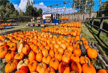 Pompoenen Fair!