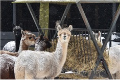 Winter bij de dieren