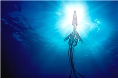 Mosasaurus experience